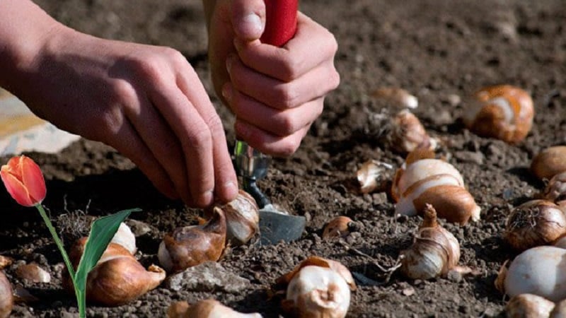 Estamos planejando plantar um jardim: é possível plantar tulipas na primavera e quando elas florescerão?