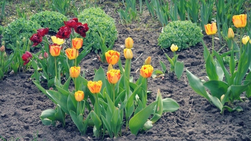 Estamos planejando plantar um jardim: é possível plantar tulipas na primavera e quando elas florescerão?