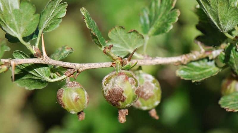 Apa yang perlu dilakukan jika gooseberries ditutup dengan salutan coklat, bagaimana untuk menyelamatkan hasil tuaian