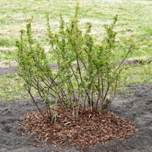 mulching kaprifolier