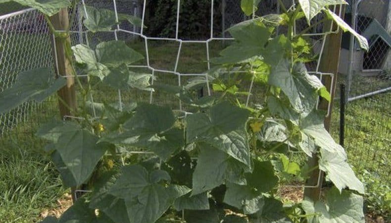 Various methods and schemes for forming cucumbers in open ground: instructions for beginners