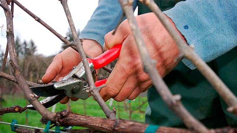 Una guida passo passo alla potatura dell'uva in estate per i viticoltori principianti