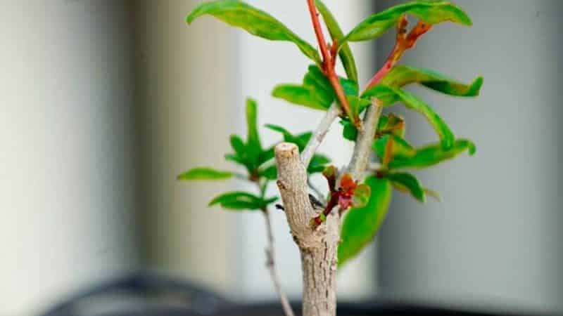 Che aspetto ha un fiore di melograno e come prendersi cura di una pianta d'appartamento durante la fioritura e la fruttificazione