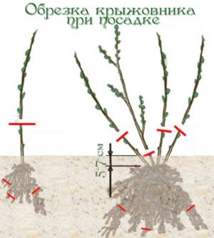 Przycinanie agrestu: cele, czas, technologia