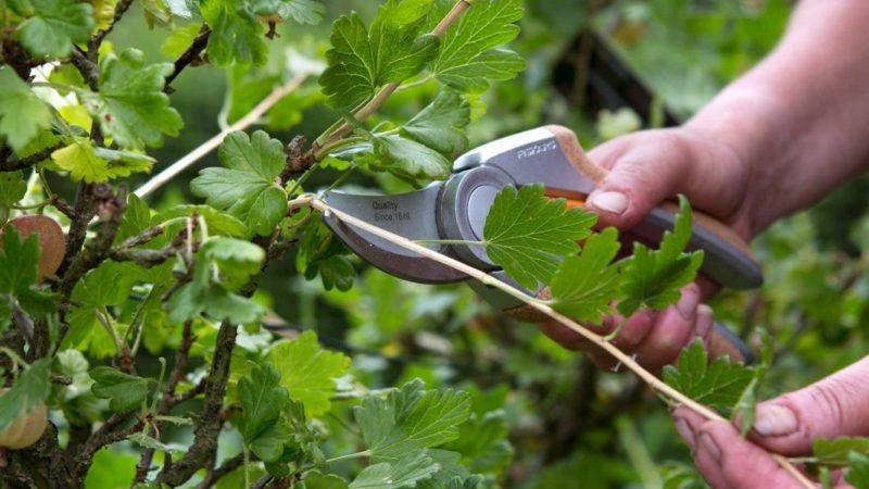 Ērkšķogu atzarošana: mērķi, laiks, tehnoloģija