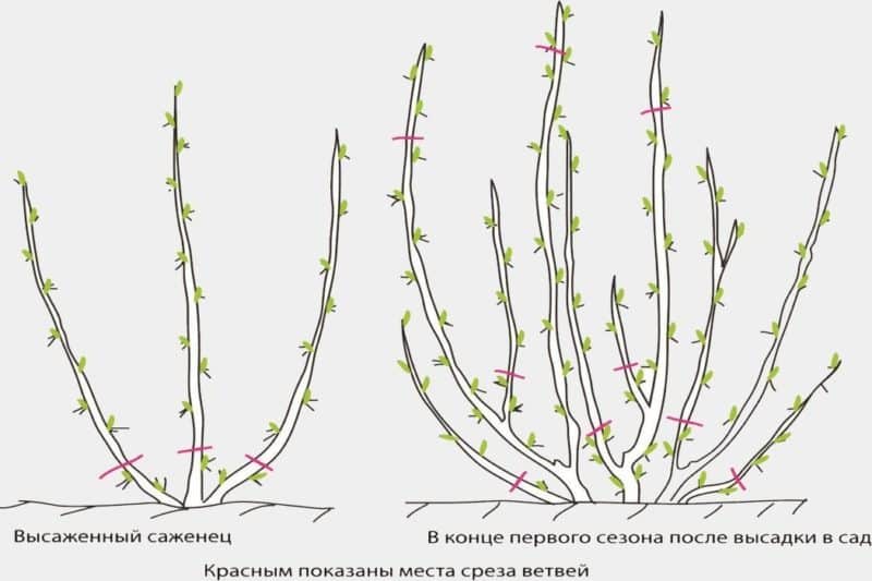 Egres metszés: célok, időzítés, technológia