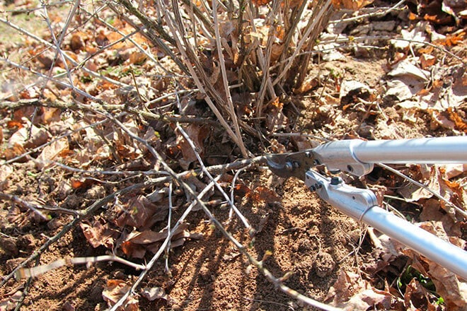 Potatura dell'uva spina: obiettivi, tempistiche, tecnologia