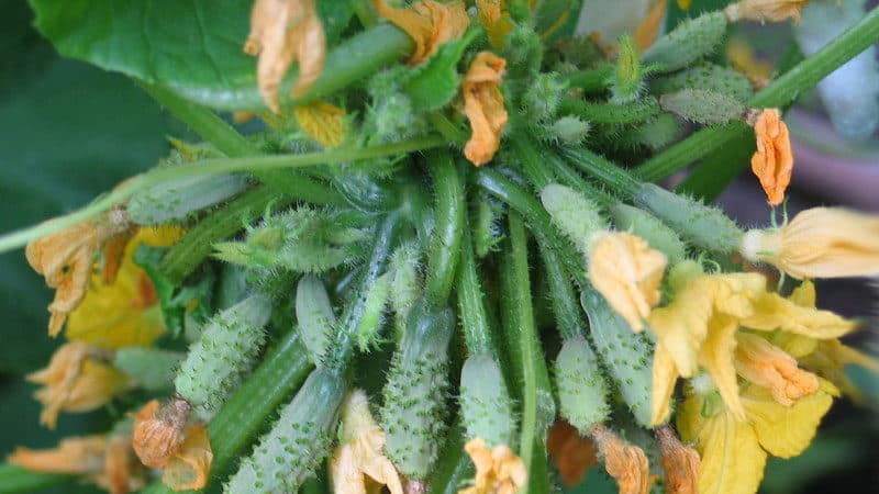 Various methods and schemes for forming cucumbers in open ground: instructions for beginners