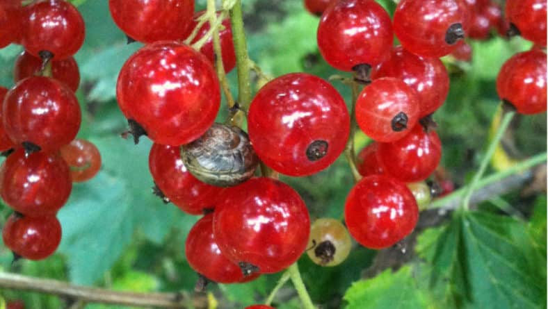 Bila hendak memilih currant merah dan cara melakukannya dengan cepat