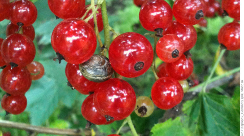 Le misure più efficaci per combattere gli acari del ribes in primavera