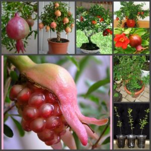 What does a pomegranate flower look like and how to care for a houseplant during flowering and fruiting