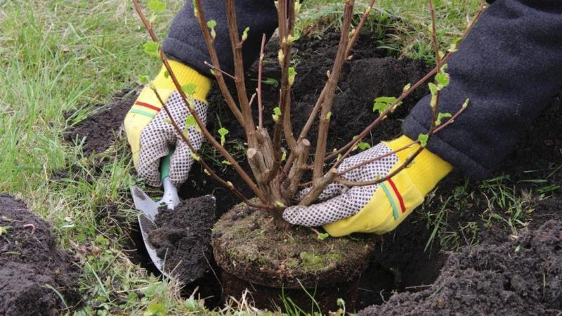 De beste tijd om fruitbomen te planten in de regio Moskou: planten in de lente of herfst?