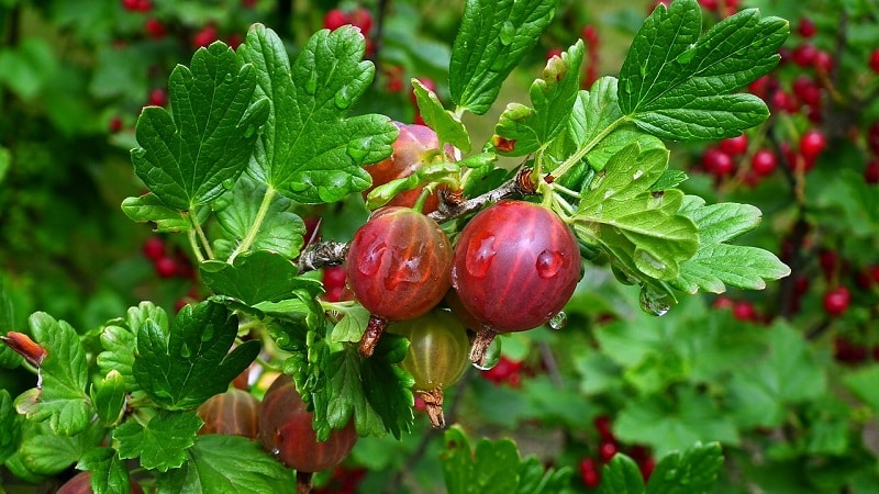 Kruisbessenfruit - beschrijving en kenmerken