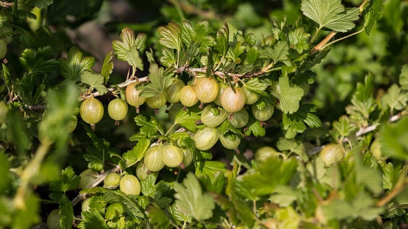 Gooseberry fruit - description and characteristics