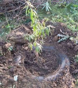 Una guia per plantar plàntules d'arç de mar a la primavera: com organitzar i plantar els arbustos perquè donin fruits