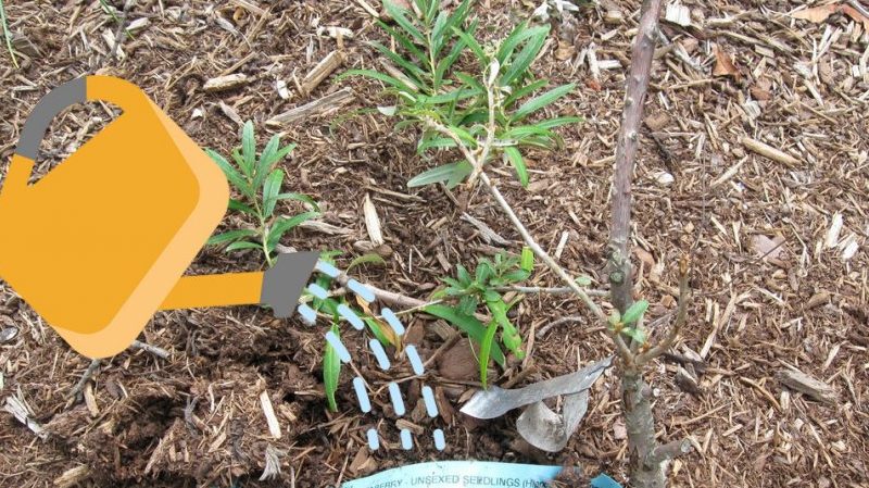 Una guida per piantare piantine di olivello spinoso in primavera: come disporre e piantare i cespugli in modo che diano frutti