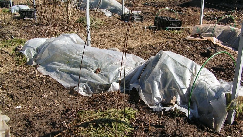 Guia para cuidar das uvas na primavera após a abertura