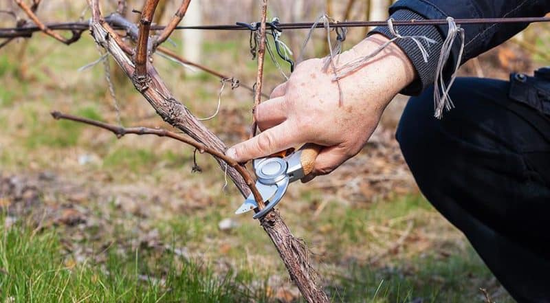 Veiledning for stell av druer om våren etter åpning