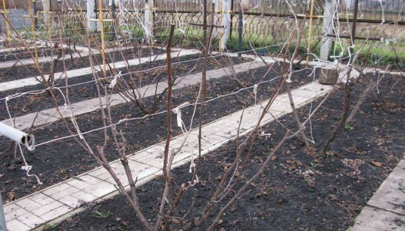 Guía para el cuidado de las uvas en primavera después de la apertura.