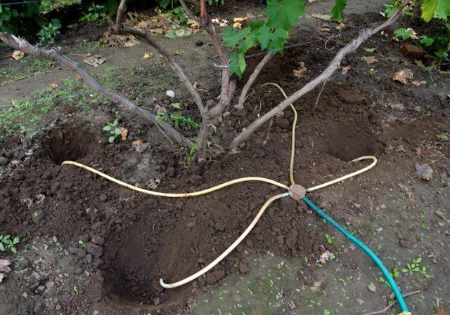 Guia para cuidar das uvas na primavera após a abertura