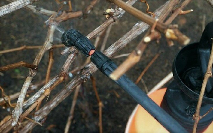 Guida alla cura dell'uva in primavera dopo l'apertura