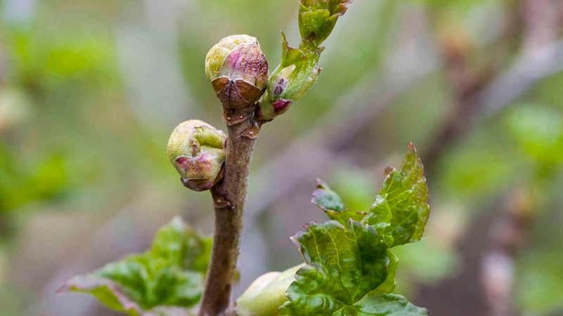 Veiksmingiausios priemonės kovojant su pumpurų erke ant serbentų pavasarį