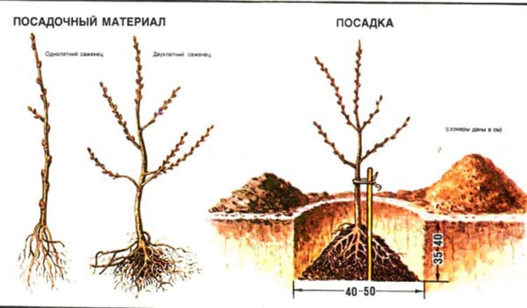 Водич за садњу садница морског трна у пролеће: како уредити и посадити грмље тако да уроди плодом