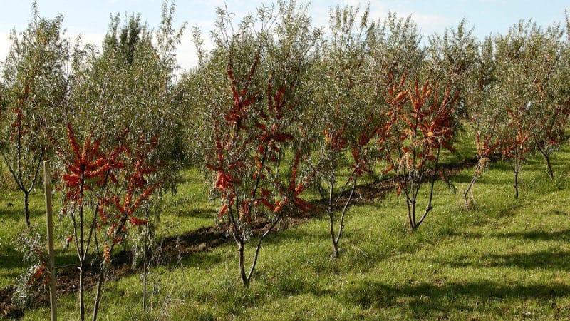 Vodnik za sajenje sadik rakitovca spomladi: kako urediti in posaditi grmovje, da bodo obrodili