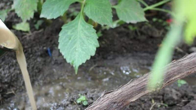 Wie man Weintrauben im Frühling gießt und füttert: Anleitung für Anfänger