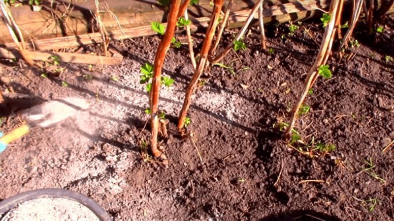 Wie, wann und was man Himbeeren im Frühjahr für eine gute Ernte füttert