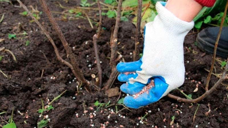 Guia para cuidar das framboesas após a colheita em julho