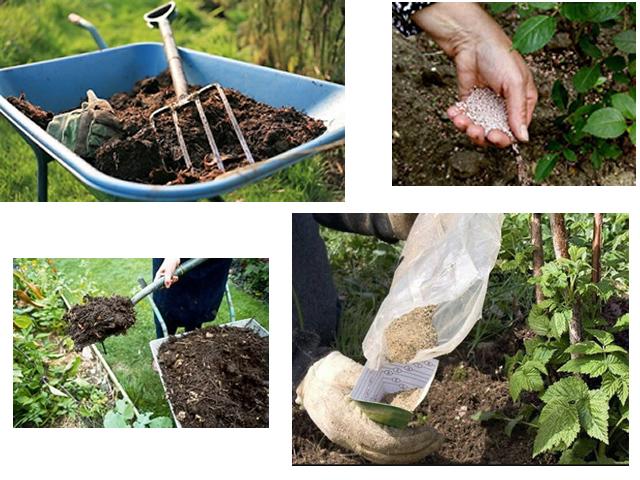 Wie, wann und was man Himbeeren im Frühjahr für eine gute Ernte füttert