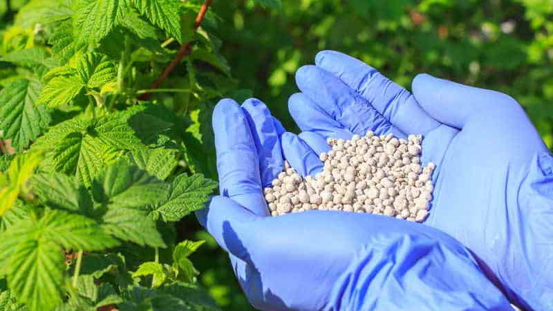 Como, quando e como alimentar as framboesas na primavera para uma boa colheita