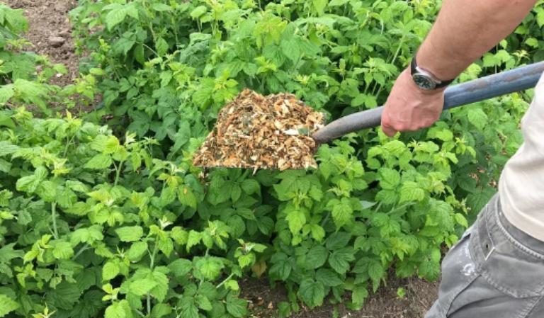 Paano, kailan at kung ano ang magpapakain ng mga raspberry sa tagsibol para sa isang mahusay na ani