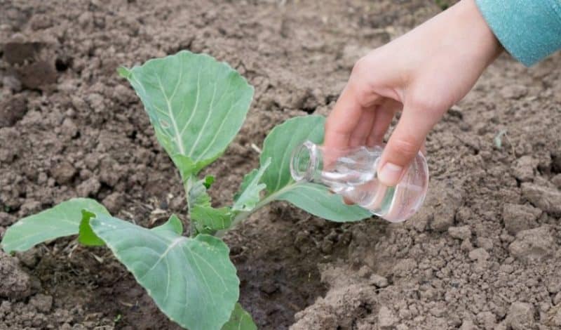 Ist es notwendig, Kohl zu düngen, um Köpfe zu bilden?