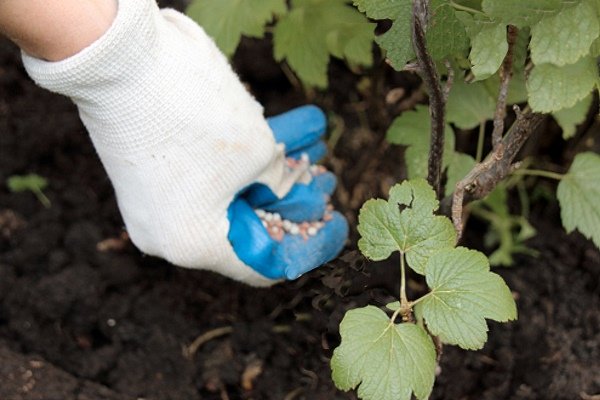 Izbira gnojila za ribez spomladi: s čim in kako gnojiti grmovje za dobro letino