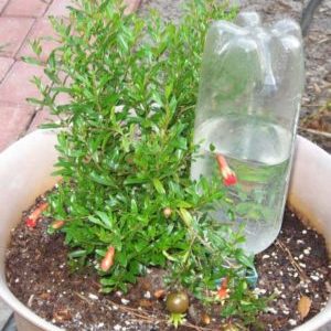 What does a pomegranate flower look like and how to care for a houseplant during flowering and fruiting