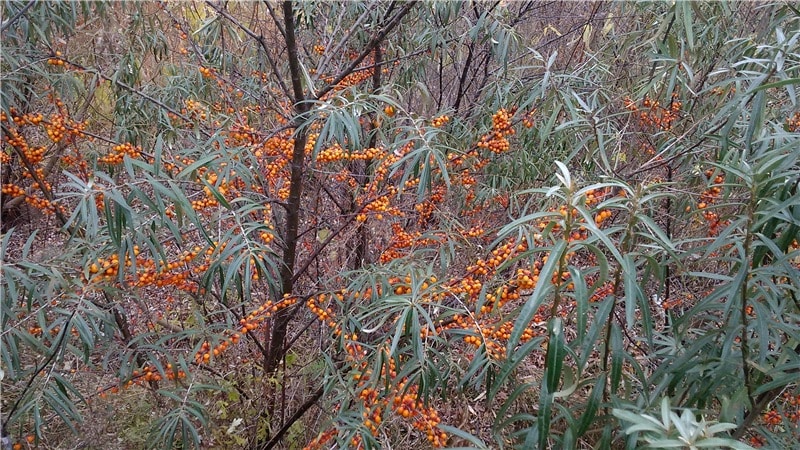 คำแนะนำในการปลูกต้นกล้าทะเล buckthorn ในฤดูใบไม้ผลิ: วิธีจัดและปลูกพุ่มไม้เพื่อให้เกิดผล