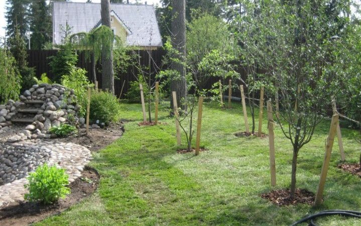 El mejor momento para plantar árboles frutales en la región de Moscú: ¿plantar en primavera u otoño?