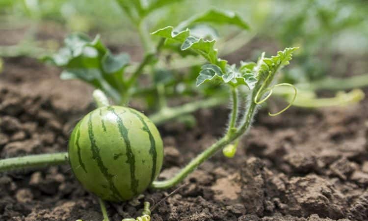 Step-by-step instructions for growing watermelons for beginners