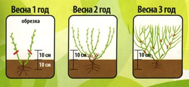 Soli pa solim instrukcijas melleņu atzarošanai pavasarī iesācējiem dārzniekiem