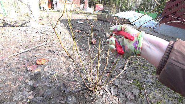 Istruzioni passo passo per potare i mirtilli in primavera per giardinieri principianti