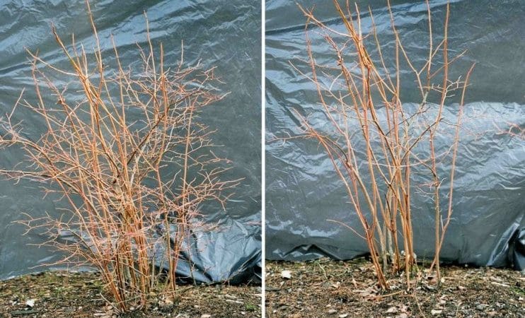 Instruccions pas a pas per podar nabius a la primavera per als jardiners principiants