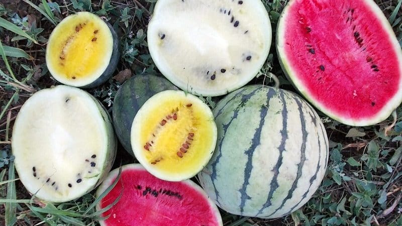 Step-by-step instructions for growing watermelons for beginners