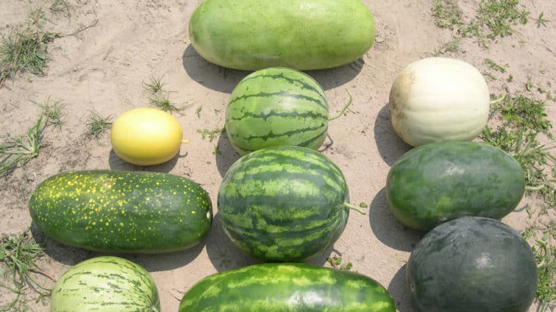 Step-by-step instructions for growing watermelons for beginners