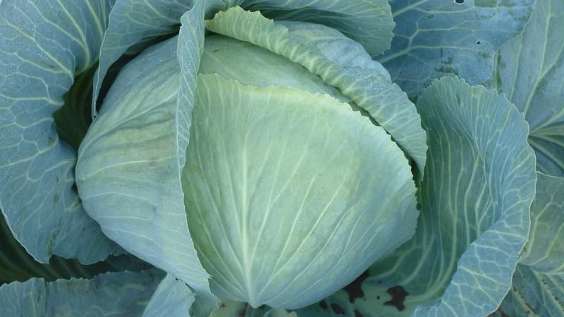 Late-ripening cabbage hybrid Ankoma f1 for long-term storage