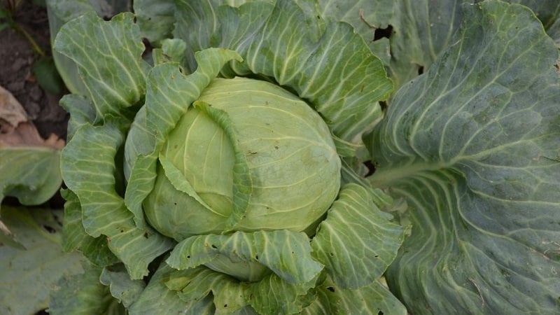 Late-ripening cabbage hybrid Ankoma f1 for long-term storage