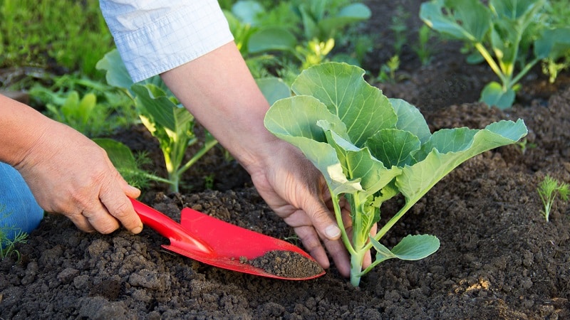 Late-ripening cabbage hybrid Ankoma f1 for long-term storage