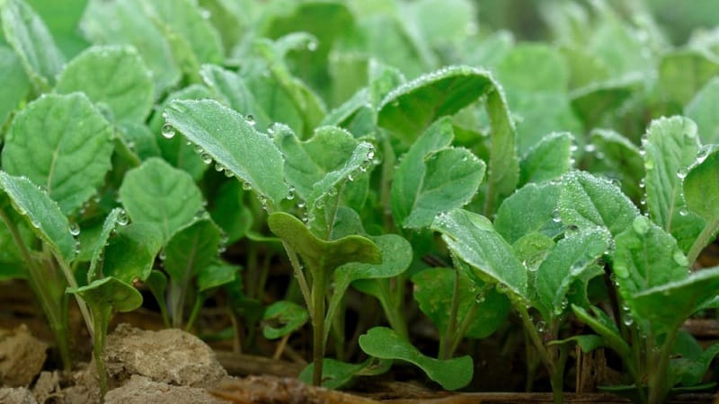 Late-ripening cabbage hybrid Ankoma f1 for long-term storage