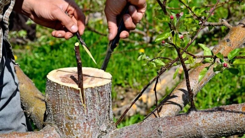 Корак по корак водич за баштоване почетнике: како посадити дрво јабуке у пролеће